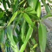 ΑΙΘΕΡΙΟ ΕΛΑΙΟ ΕΥΚΑΛΥΠΤΟΥ (EUCALYPTUS GLOBULUS)