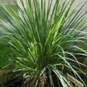 ΑΙΘΕΡΙΟ ΕΛΑΙΟ ΛΕΜΟΝΟΧΟΡΤΟΥ (CYMBOPOGON CITRATES)