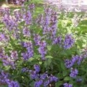 ΑΙΘΕΡΙΟ ΕΛΑΙΟ ΔΕΝΤΡΟΛΙΒΑΝΟΥ (ROSMARINUS OFFICINALIS)