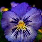 ΑΙΘΕΡΙΟ ΕΛΑΙΟ ΒΙΟΛΕΤΑΣ (VIOLET PERFUME OIL)